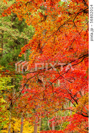 埼玉飯能の秋　紅葉の東郷公園（秩父御嶽神社） 56802014