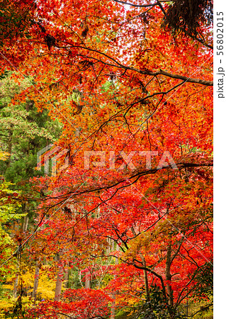 埼玉飯能の秋 紅葉の東郷公園(秩父御嶽神社) 埼玉飯能の秋 紅葉の東郷公園(秩父御嶽神社) 56802015