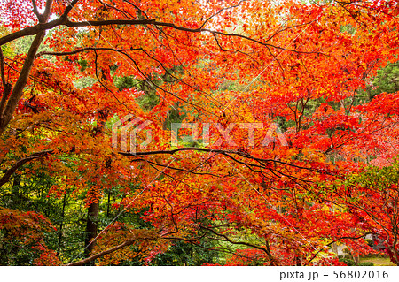 埼玉飯能の秋　紅葉の東郷公園（秩父御嶽神社） 56802016