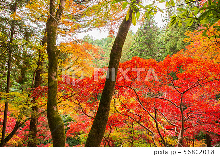 埼玉飯能の秋　紅葉の東郷公園（秩父御嶽神社） 56802018
