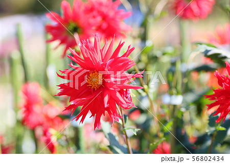 ダリアの花 56802434