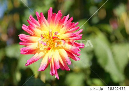 ダリアの花 56802435