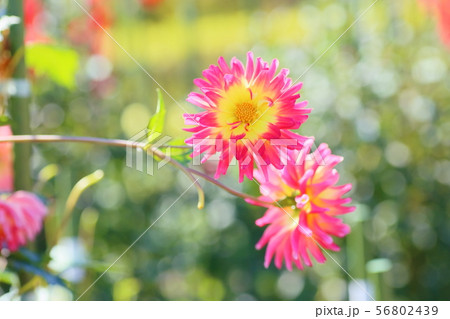 ダリアの花 ダリアの花 56802439