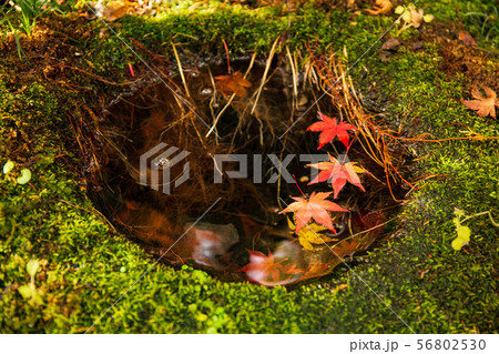 埼玉飯能の秋 紅葉の東郷公園(秩父御嶽神社) 埼玉飯能の秋 紅葉の東郷公園(秩父御嶽神社) 56802530