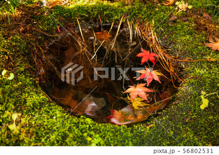 埼玉飯能の秋 紅葉の東郷公園(秩父御嶽神社) 埼玉飯能の秋 紅葉の東郷公園(秩父御嶽神社) 56802531