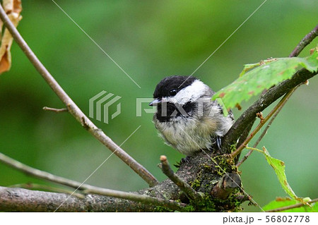 アメリカコガラ 　　バンク－バ－　　ブリティッシュコロンビア州　カナダ 56802778