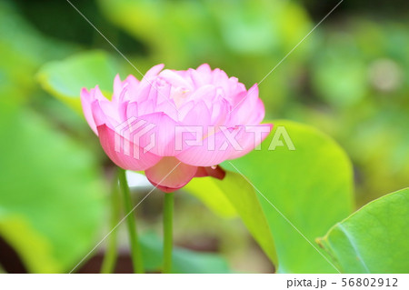 ハスの花 56802912