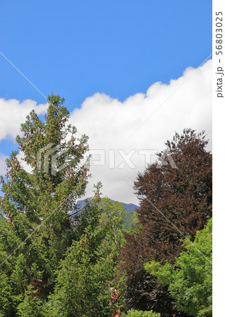 スイス、グリンデルワルトの風景 56803025