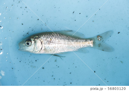 イカリムシに寄生された鯉の幼魚 イカリムシに寄生された鯉の幼魚 56803120