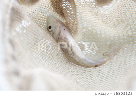 イカリムシに寄生された鯉の幼魚 イカリムシに寄生された鯉の幼魚 56803122