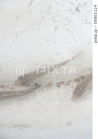 イカリムシに寄生された鯉の幼魚 56803124