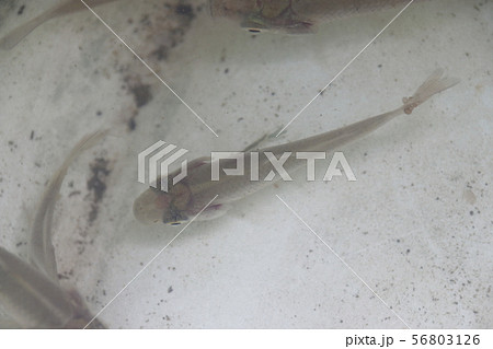 イカリムシに寄生された鯉の幼魚 イカリムシに寄生された鯉の幼魚 56803126