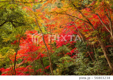 埼玉飯能の秋 紅葉の東郷公園(秩父御嶽神社) 埼玉飯能の秋 紅葉の東郷公園(秩父御嶽神社) 56803238