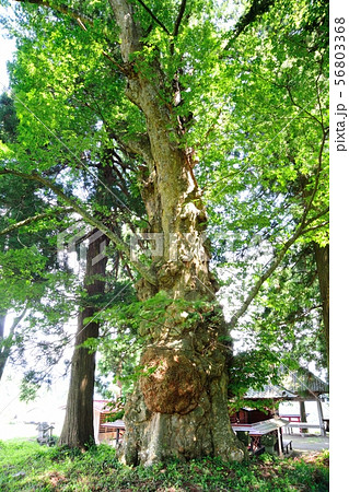篠尾神社のケヤキ 篠尾神社のケヤキ 56803368