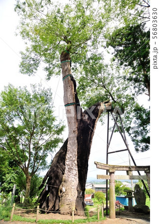 川田神社の大ケヤキ 川田神社の大ケヤキ 56803630