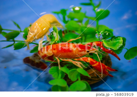 Shrimp,  Red crayfish on a lotus leaf in the pond. 56803919