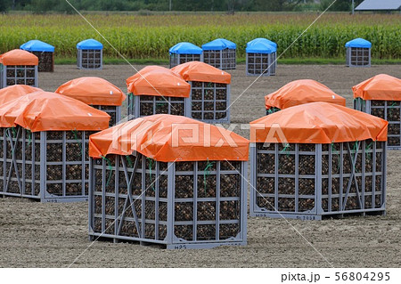 北海道 北見地方 収穫時期のタマネギ畑 北海道 北見地方 収穫時期のタマネギ畑 56804295