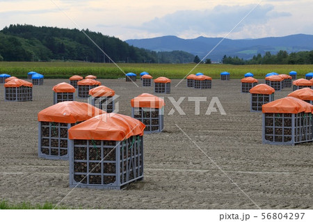 北海道 北見地方 収穫時期のタマネギ畑 北海道 北見地方 収穫時期のタマネギ畑 56804297