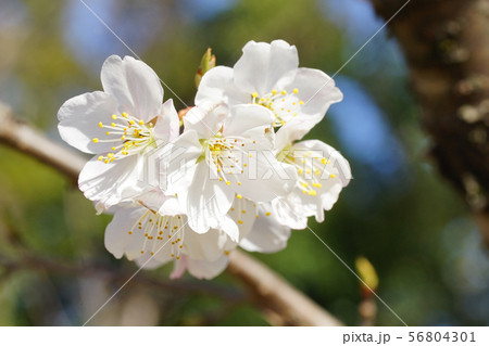 カラミザクラの花 56804301