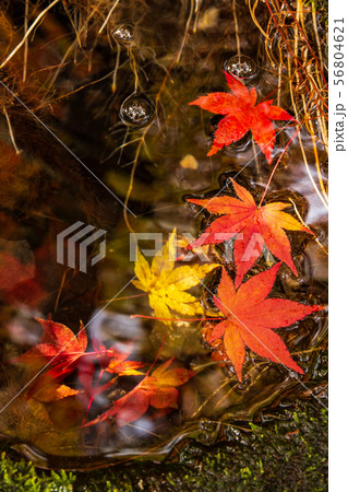 埼玉飯能の秋 紅葉の東郷公園(秩父御嶽神社) 埼玉飯能の秋 紅葉の東郷公園(秩父御嶽神社) 56804621