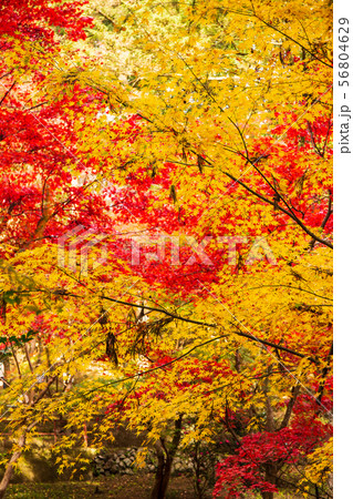 埼玉飯能の秋 紅葉の東郷公園(秩父御嶽神社) 埼玉飯能の秋 紅葉の東郷公園(秩父御嶽神社) 56804629