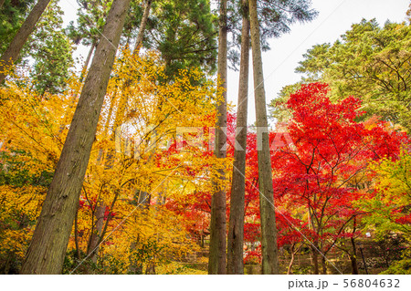 埼玉飯能の秋　紅葉の東郷公園（秩父御嶽神社） 56804632