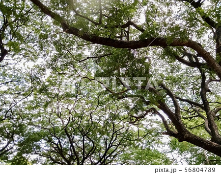 Branches and leaves from the bottom 56804789