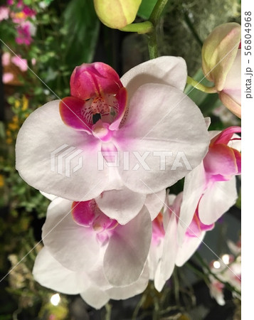 植物 56804968