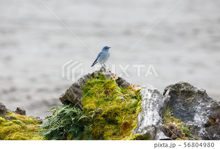 Male Mountain Bluebird 56804980