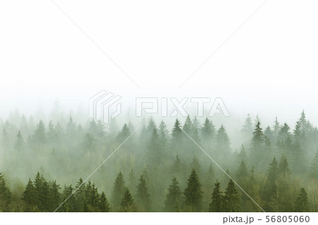 foggy pine forest 56805060