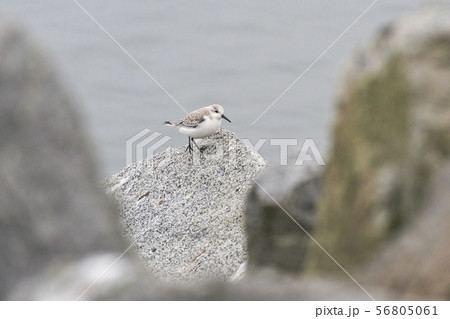 Sanderling Sanderling 56805061