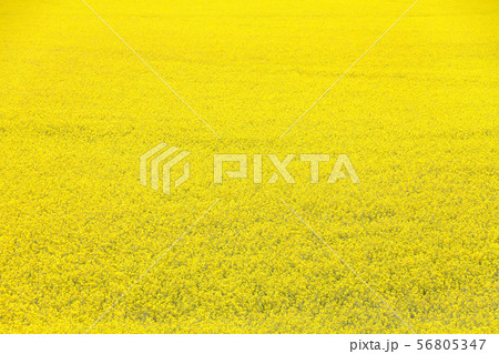 Yellow Canola Flower Yellow Canola Flower 56805347