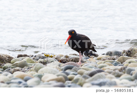 Black Oystercatcher 56805381