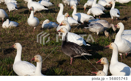 Snow Goose and Blue Geese Snow Goose and Blue Geese 56805743