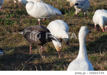 Snow Goose and Blue Geese Snow Goose and Blue Geese 56805744