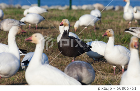 Snow Goose and Blue Geese 56805751