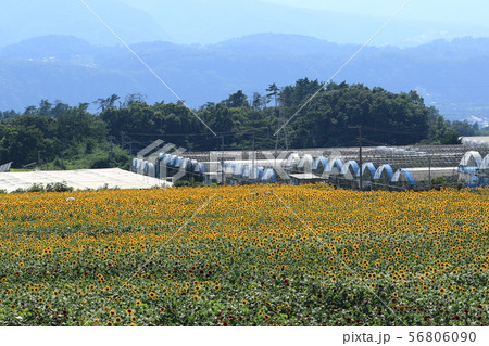 ハイジの村 明野ひまわり ハイジの村 明野ひまわり 56806090