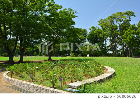 横浜・野毛山公園 横浜・野毛山公園 56806626