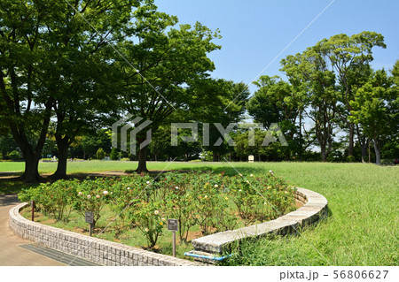 横浜・野毛山公園 56806627