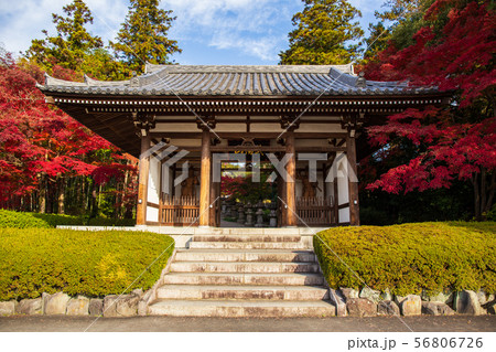 埼玉飯能の秋　紅葉の能仁寺　山門 56806726