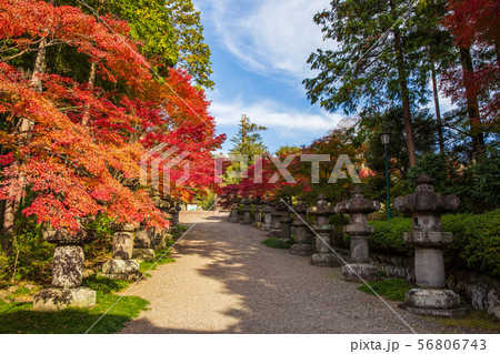 埼玉飯能の秋 紅葉の能仁寺 参道 埼玉飯能の秋 紅葉の能仁寺 参道 56806743