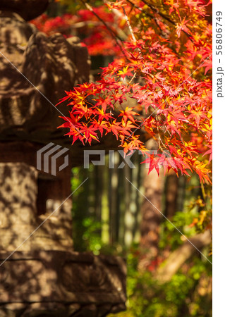 埼玉飯能の秋 紅葉の能仁寺 埼玉飯能の秋 紅葉の能仁寺 56806749