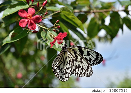 オオゴマタラチョウ オオゴマタラチョウ 56807515