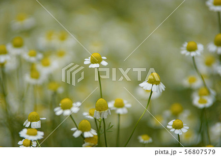 カモミール カモミール 56807579