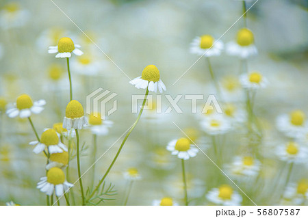 カモミール カモミール 56807587