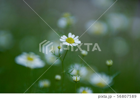 カモミール 56807589