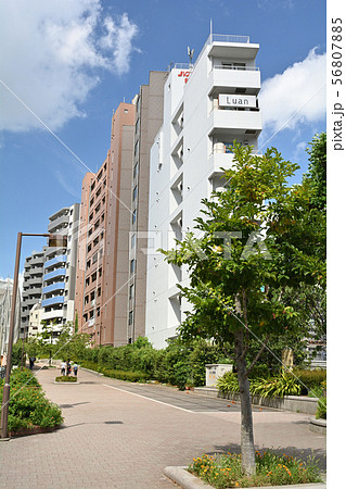 横浜・東横フラワー緑道 横浜・東横フラワー緑道 56807885