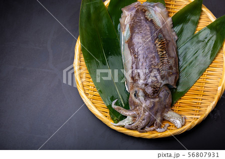 コウイカ 食べ物 コウイカ 食べ物 56807931