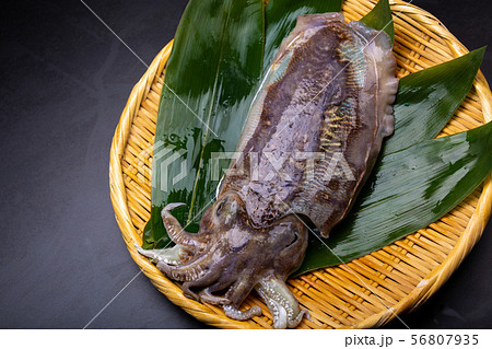 コウイカ　食べ物 56807935
