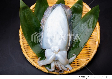 コウイカ 食べ物 コウイカ 食べ物 56807940